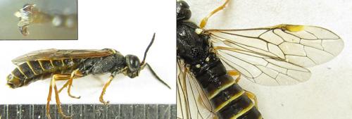 Strongylogaster multifasciata