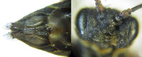 Réf. 208 494 : Strongylogaster multifasciata
