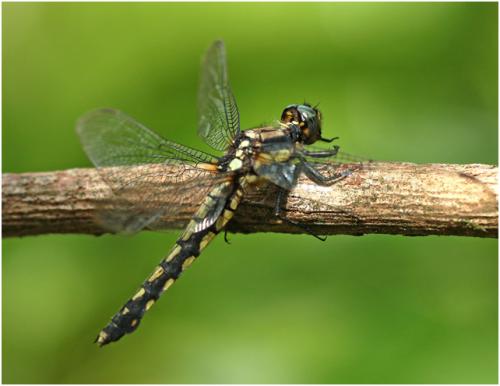 Réf. 208 753 : Orthetrum internum