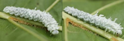 Réf. 208 099 : Eriocampa ovata