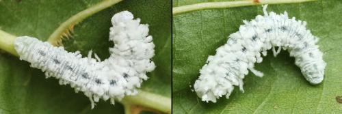 Réf. 208 100 : Eriocampa ovata