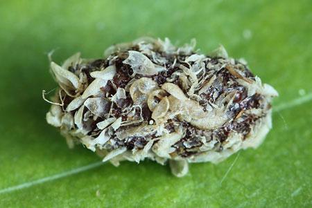 Réf. 208 101 : Eriocampa ovata