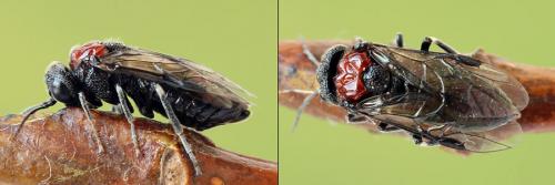 Réf. 208 102 : Eriocampa ovata