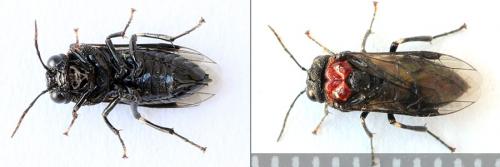Réf. 208 103 : Eriocampa ovata