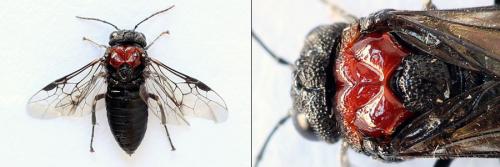 Réf. 208 106 : Eriocampa ovata