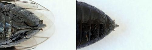 Réf. 208 107 : Eriocampa ovata