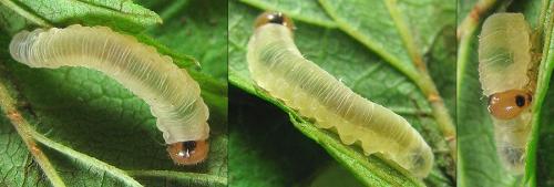 Réf. 208 088 : Empria pallimacula