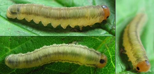 Réf. 208 089 : Empria pallimacula