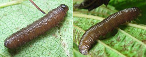 Empria pallimacula