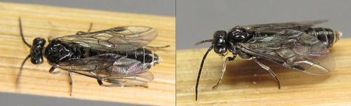 Réf. 208 091 : Empria pallimacula