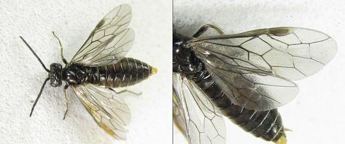Empria pallimacula