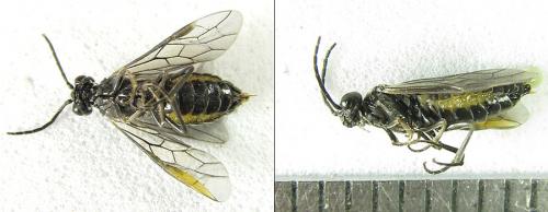 Réf. 208 093 : Empria pallimacula