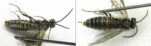 Réf. 208 094 : Empria pallimacula