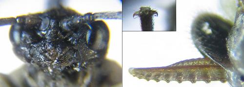 Empria pallimacula