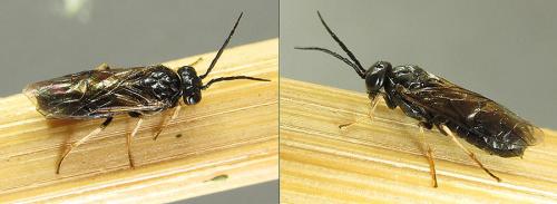 Réf. 208 272 : Cladius pectinicornis