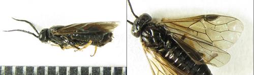 Cladius pectinicornis