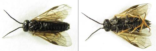 Cladius pectinicornis