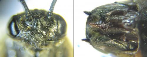 Cladius pectinicornis