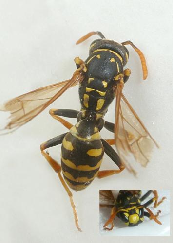 Polistes dominula