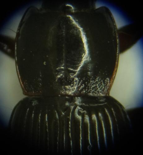 Réf. 208 177 : Pterostichus vernalis