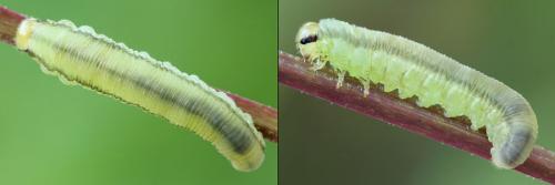 Réf. 208 496 : Pachyprotasis rapae