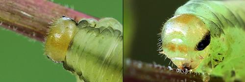 Réf. 208 498 : Pachyprotasis rapae