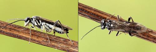 Réf. 208 499 : Pachyprotasis rapae