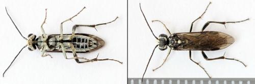 Réf. 208 500 : Pachyprotasis rapae