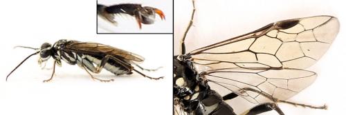 Réf. 208 501 : Pachyprotasis rapae