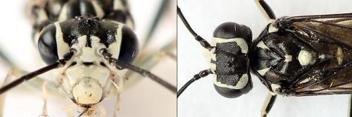 Réf. 208 502 : Pachyprotasis rapae