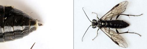 Réf. 208 503 : Pachyprotasis rapae
