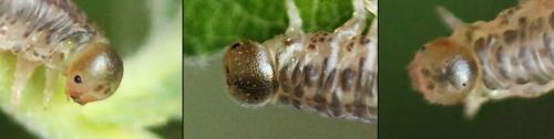 Euura histrio