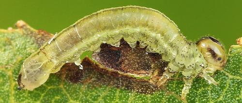 Euura oligospila
