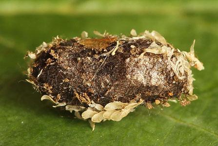 Réf. 208 412 : Euura oligospila
