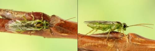 Réf. 208 413 : Euura oligospila