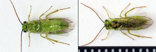 Réf. 208 414 : Euura oligospila
