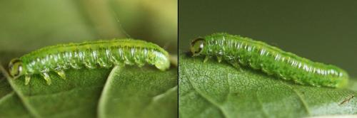 Réf. 208 418 : Euura viridissima