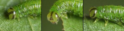 Réf. 208 419 : Euura viridissima