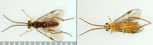 Réf. 208 422 : Euura viridissima