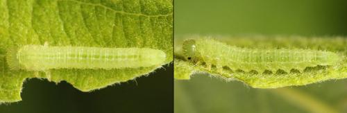Euura stenogaster