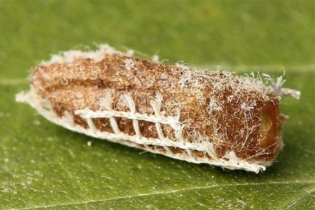 Euura stenogaster
