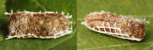 Euura stenogaster