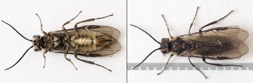 Euura stenogaster