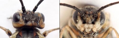 Réf. 208 305 : Euura stenogaster