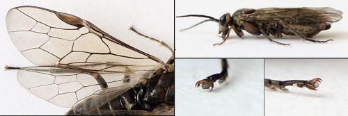 Réf. 208 306 : Euura stenogaster