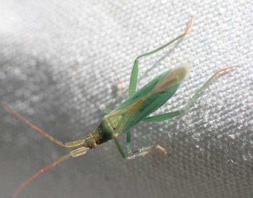 Stenodema sp.