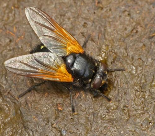 Réf. 208 905 : Mesembrina meridiana