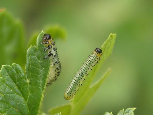 Réf. 208 512 : Euura ribesii