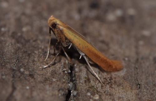 Caloptilia rufipennella
