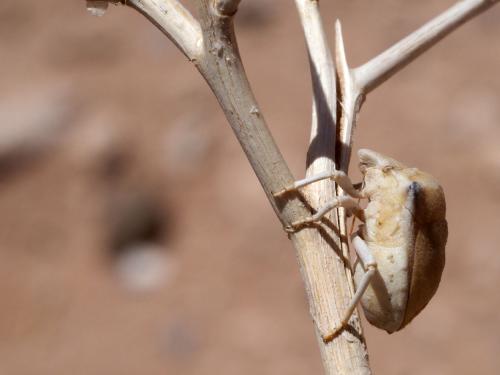 Ventocoris obesus